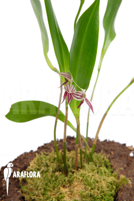 Pleurothallis secunda