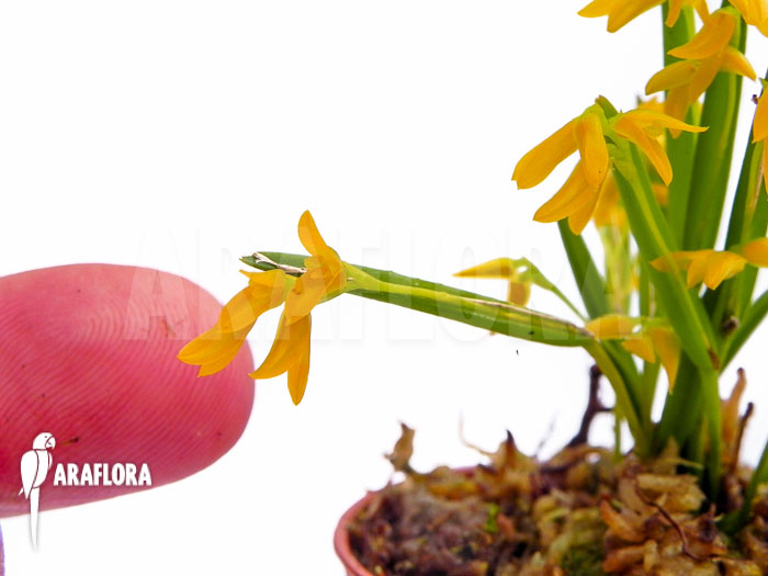 Pleurothallis sonderiana Starter