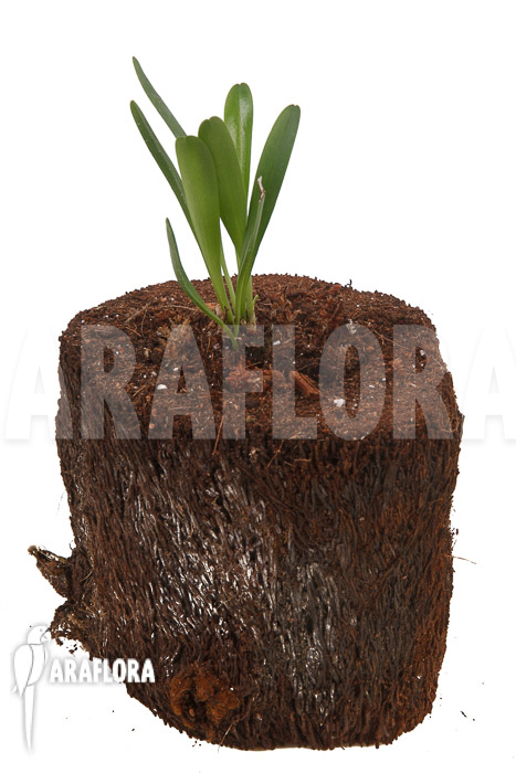 Pleurothallis tribuloides