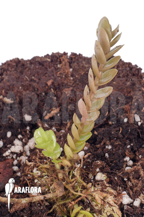 Podochilus muricatus