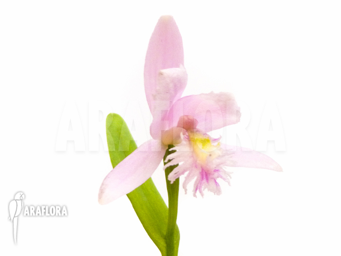 Pogonia ophioglossoides