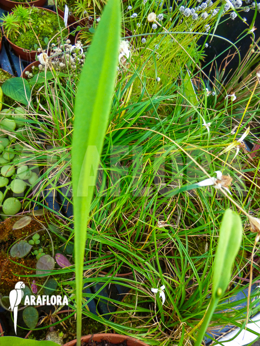 Pogonia ophioglossoides