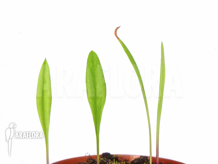 Pogonia ophioglossoides