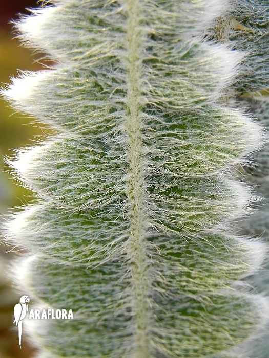 Polypodium bombycinuma