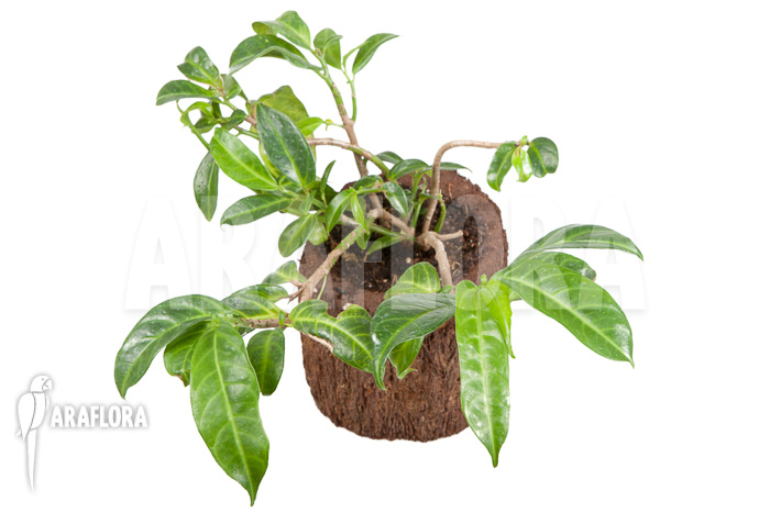 Procris insularis (Mt Combani)