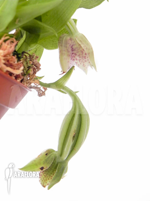 Promenaea rollisonii