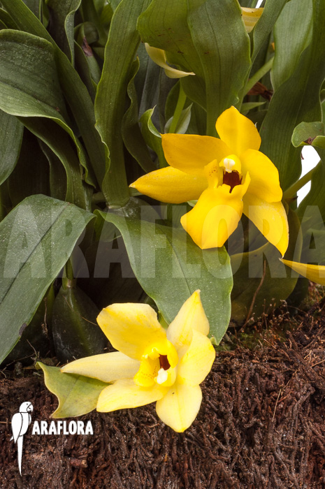 Promenaea x ‚Sunlight‘ XL