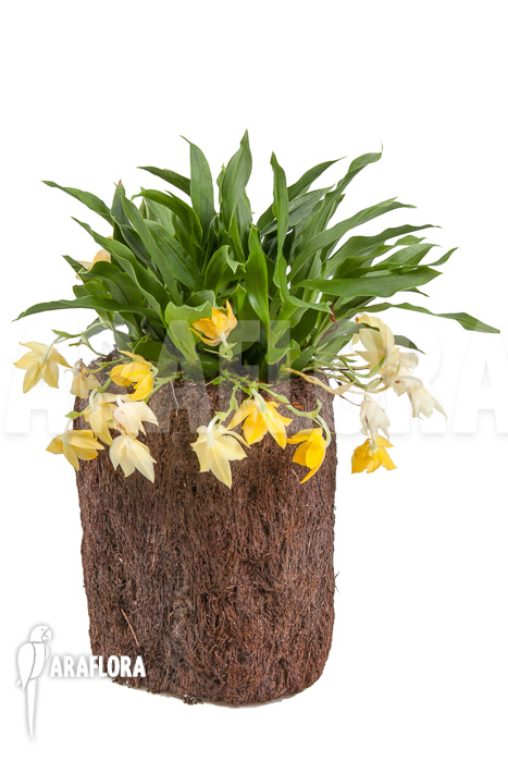 Promenaea x ‚Sunlight‘ XL