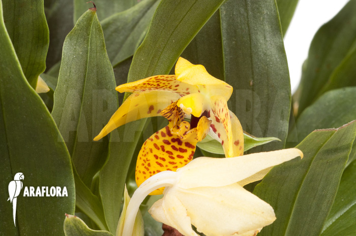 Promenaea x ‚Sunlight‘ XL