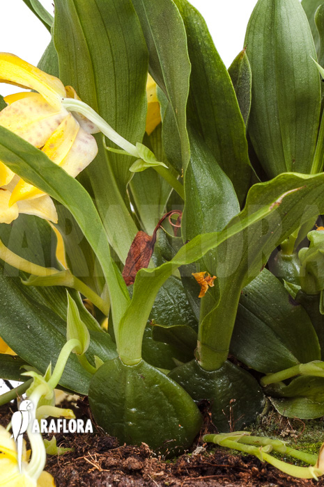 Promenaea x ‚Sunlight‘ XL