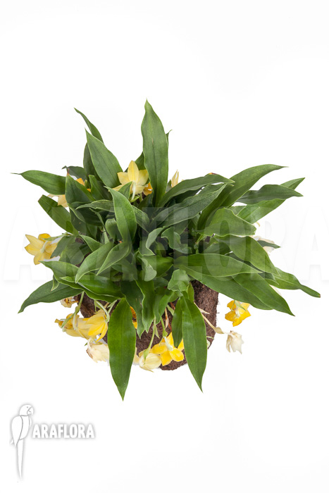 Promenaea x ‚Sunlight‘ XL