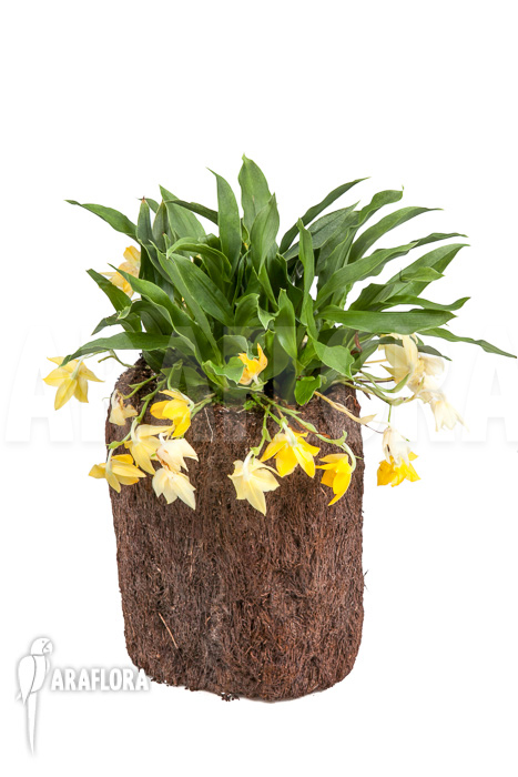 Promenaea x ‚Sunlight‘ XL