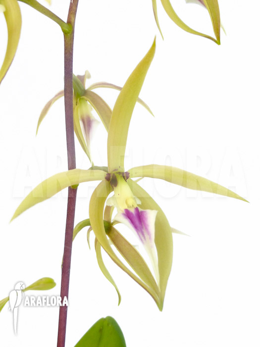 Prosthechea ionocentra