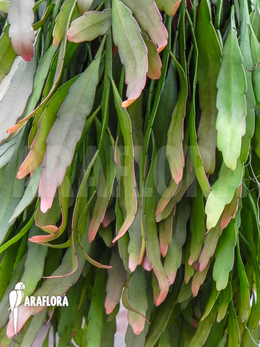 Pseudorhipsalis ramulosa ‚Red Coral‘