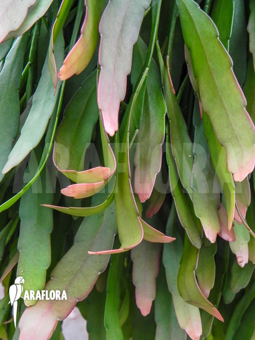 Pseudorhipsalis ramulosa ‚Red Coral‘