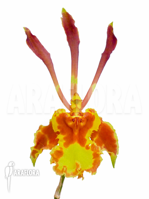 Psychopsis papilio