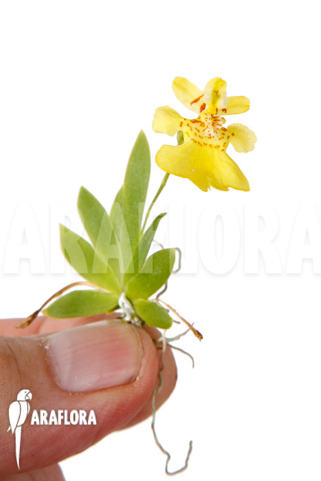 Psygmorchis pusilla ‚S‘