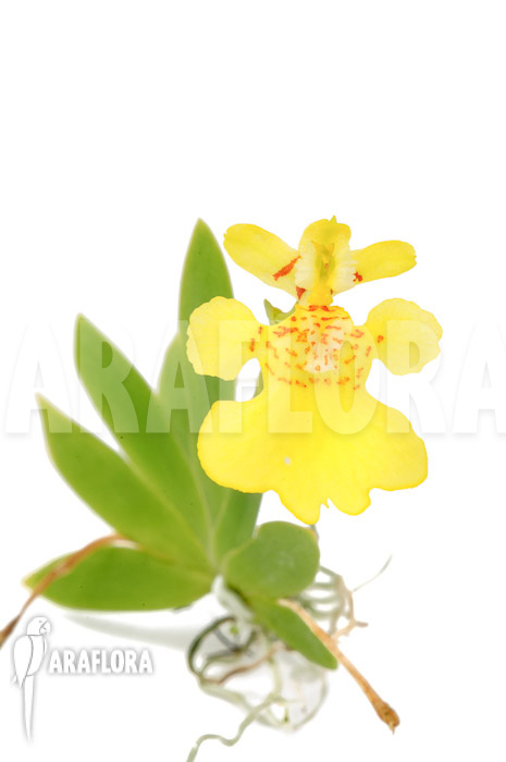 Psygmorchis pusilla ‚S‘