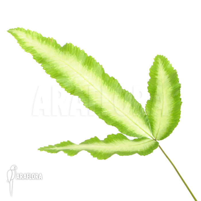 Pteris cretica ‚Albo lineata‘