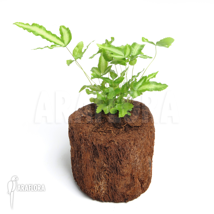 Pteris cretica ‚Albo lineata‘