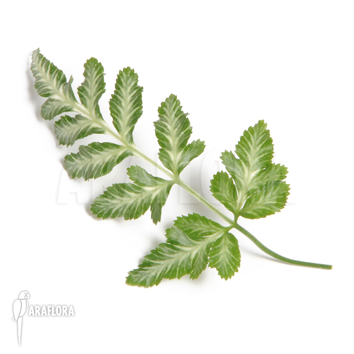 Pteris ensiformis ‚Evergemiensis‘