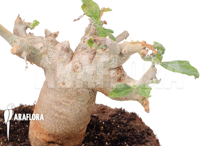 Pterodiscus makatiniensis