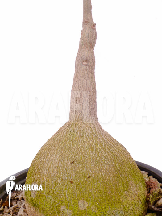 Pyrenacantha malvifolia