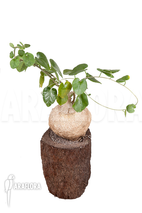 Pyrenacantha malvifolia ‚L‘