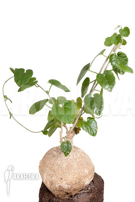 Pyrenacantha malvifolia ‚L‘