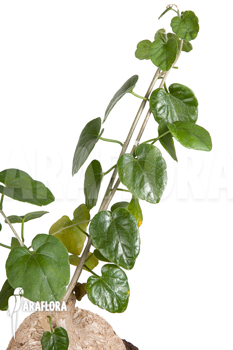 Pyrenacantha malvifolia ‚L‘