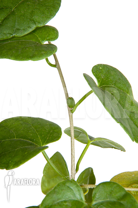 Pyrenacantha malvifolia ‚L‘