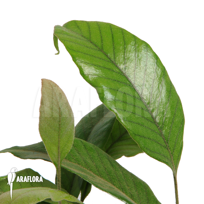 Pyrrosia lingua type 2