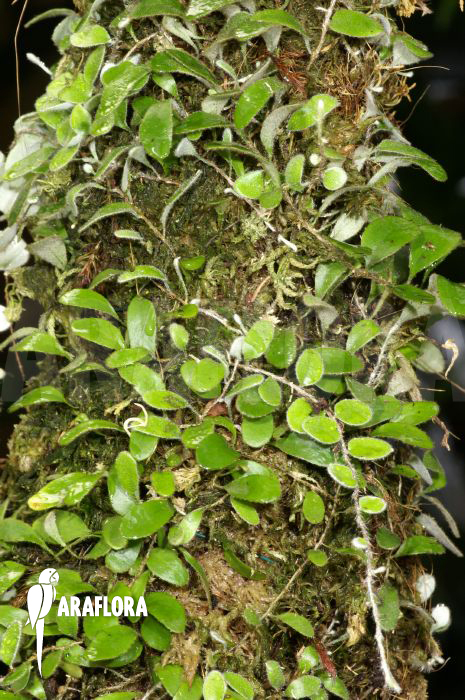 Pyrrosia nummularifolia