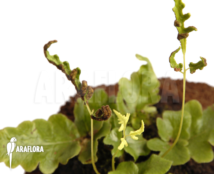 Quercifilix zeylanica ‚Tectaria zeylanica‘