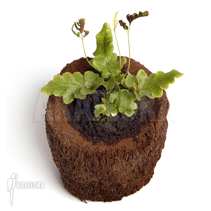 Quercifilix zeylanica ‚Tectaria zeylanica‘