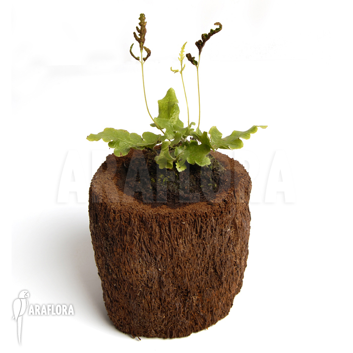 Quercifilix zeylanica ‚Tectaria zeylanica‘