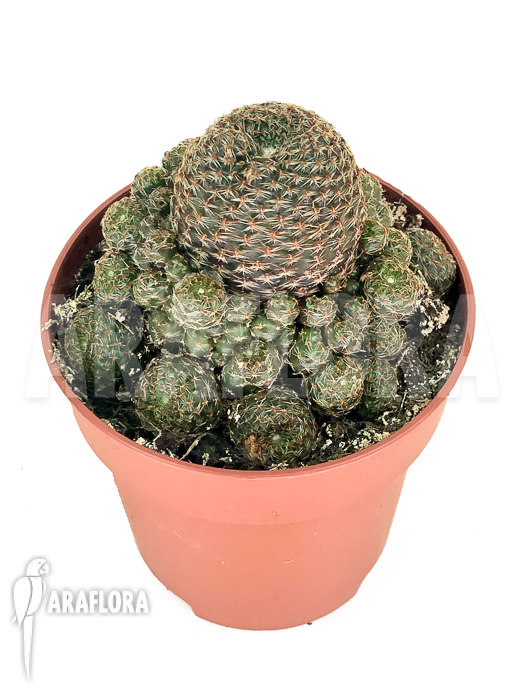 Rebutia-heliosa-var-condorensis-1