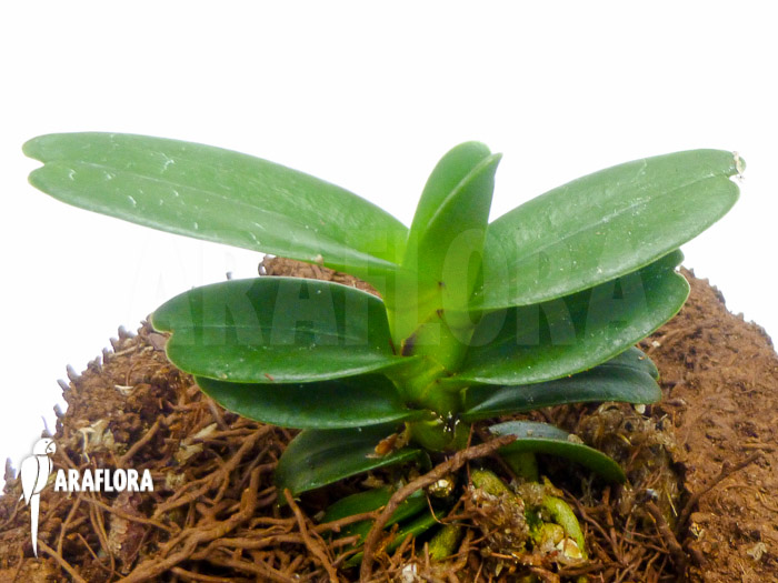 Renanthera imschootiana