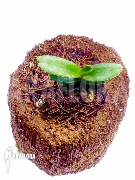 Renanthera imschootiana