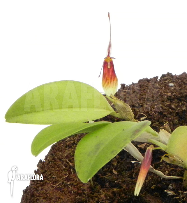 Restrepia antennifera