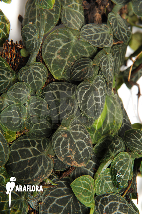 Rhaphidophora cryptantha