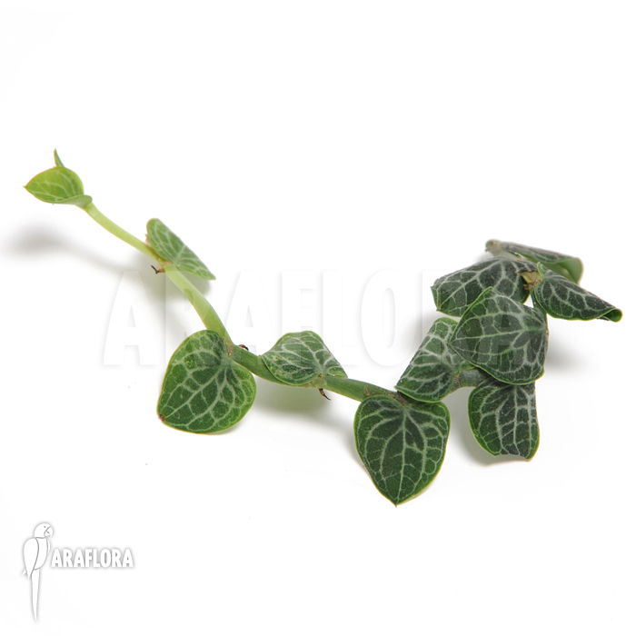 Rhaphidophora cryptantha