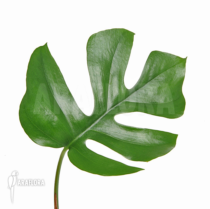 Rhaphidophora tetrasperma ‚L‘