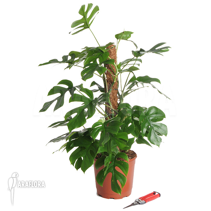 Rhaphidophora tetrasperma ‚L‘