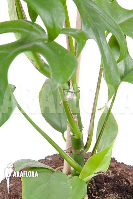 Rhaphidophora tetrasperma ‚M‘