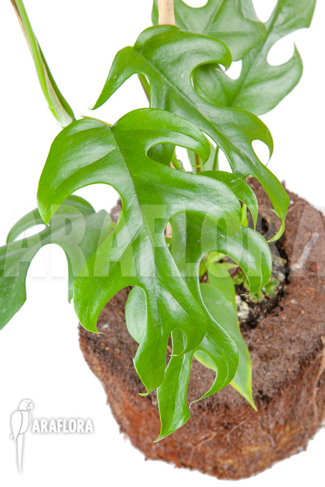 Rhaphidophora tetrasperma ‚M‘