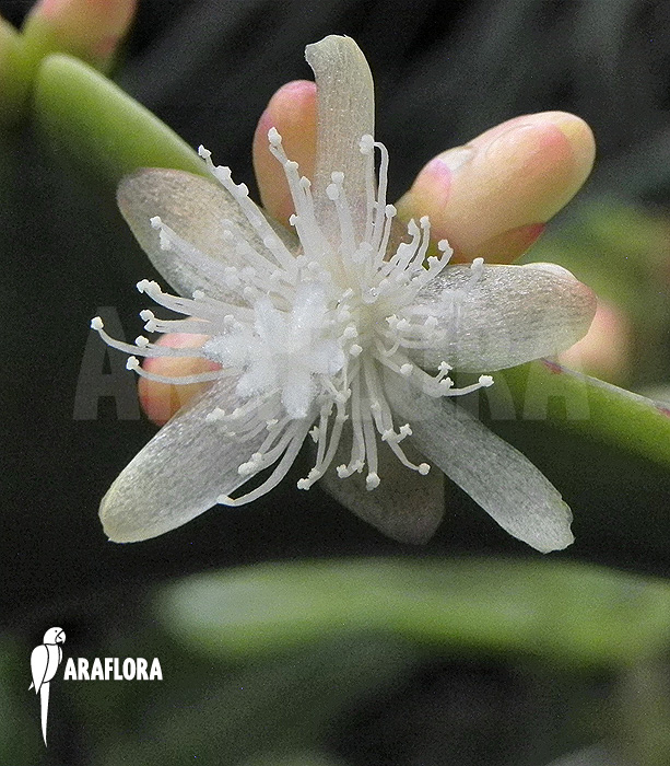 Rhipsalis pachyptera