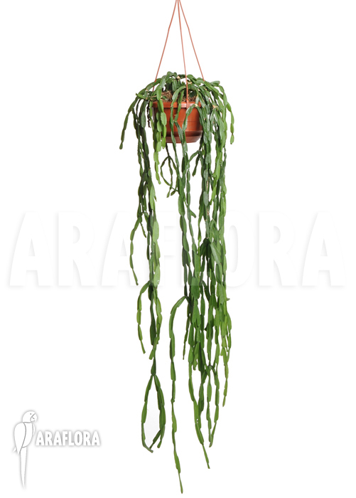 Rhipsalis paradoxa