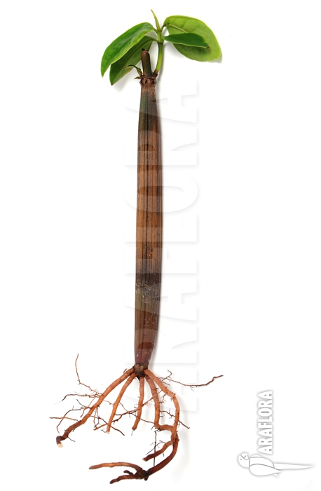 Rhizophora mangle ‚Rhizophoraceae‘