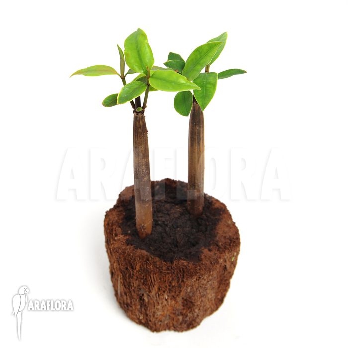 Rhizophora mangle ‚Rhizophoraceae‘